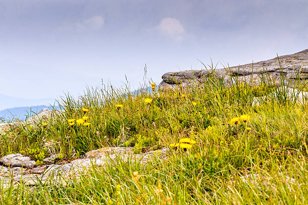 alpine landscape with yellow dandelions on meadow in spring. green nature background with blooming flowers in mountains of ukraine. scenic floral wallpaper of carpathian alps with rocks and grass