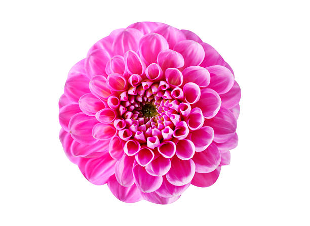 istock pink dahlia flower isolated on white background, top view 2239527798
