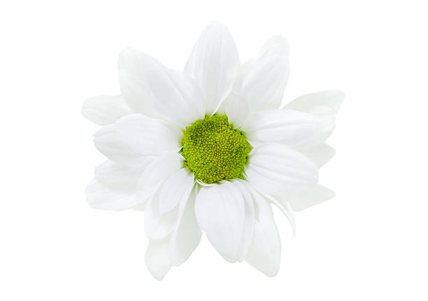 close up of chrysanthemum flower isolated on white background, top view