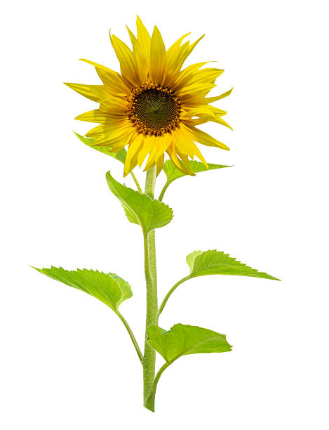 istock sunflower with leaves isolated on white background 2239527803