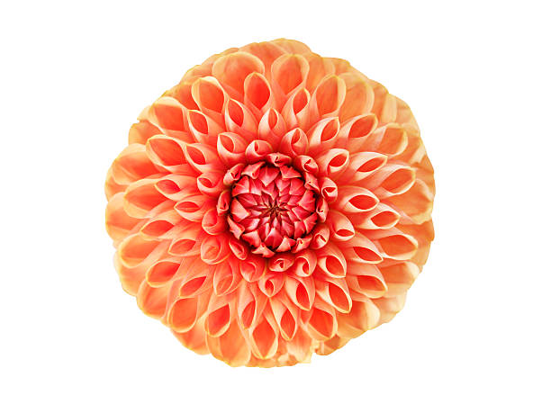 istock red dahlia flower isolated on white background, top view 2239527813