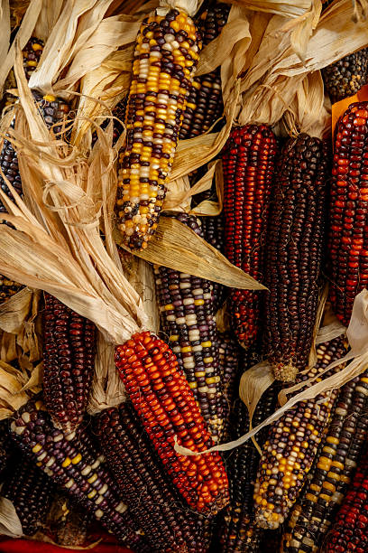 istock Multicolored Indian corn creating an abundant autumn harvest display 2239528473
