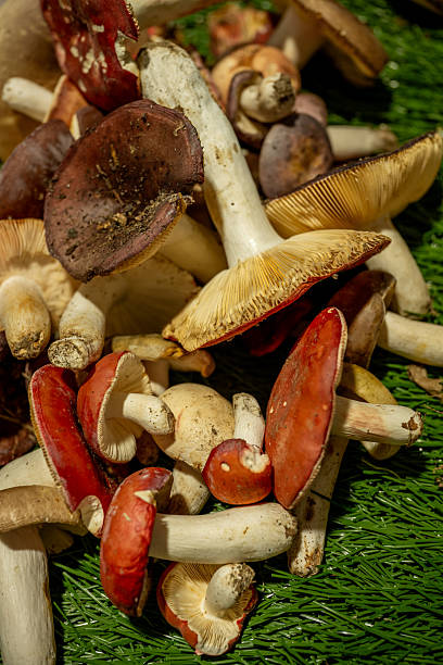 Wild mushrooms, featuring various caps and stems with distinct earthy textures, are gathered together on a bed of green faux grass, displaying the bounty of an autumn harvest