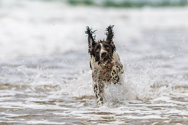 An English Springer Spaniel races through shallow waves in Spain, splashing water around as it plays and enjoys the coastal scenery.