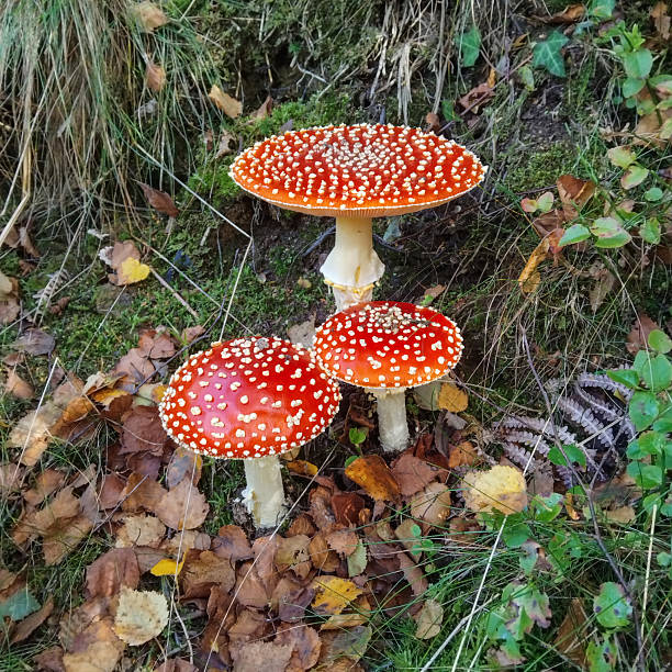 istock Fly Agaric (Amanita muscaria) near Pontypool, Torfaen in South Wales, UK 2239531991