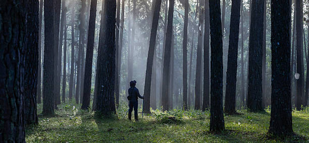 Asian hiker is using trekking pole while exploring in pine forest for surveying and discovering the rare biological diversity and ecologist on the field study