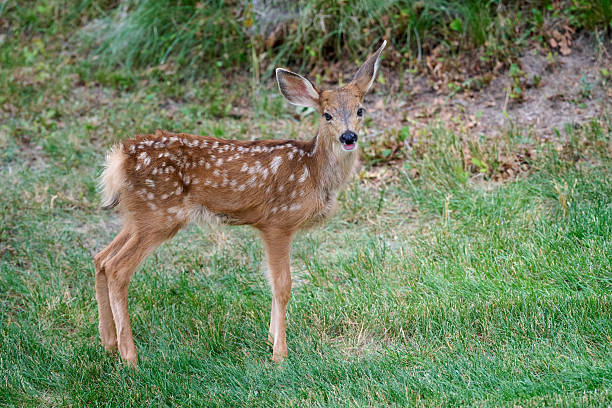 istock Young fawn staring at camera 2239534927