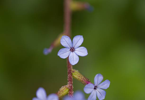 istock Plant list 2025 - Blue Wildflower Close-up 2239535238