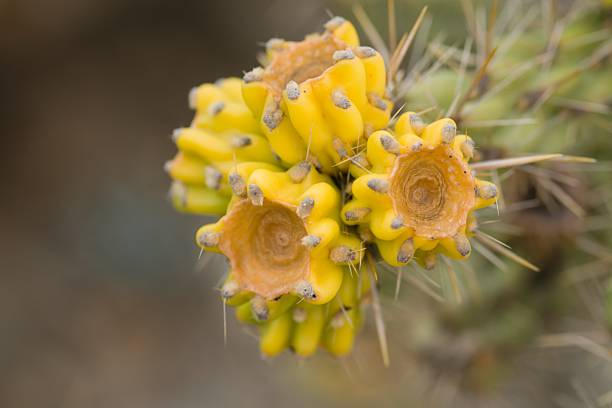 Close-up of yellow fruits of Opuntia polyacantha var. nicholli, a spiny prickly pear cactus from Arizona and Utah, showing clustered texture and desert adaptation.