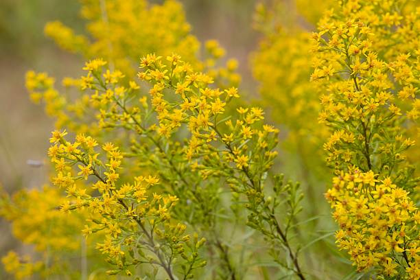 istock Plant list 2025 - Solidago buckleyi (Buckleys Goldenrod) 2239537296