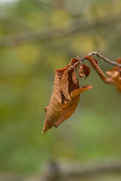 Dried curled leaf of the American hop-hornbeam in autumn. The withered texture and warm tones highlight the seasonal transition and natural decay.