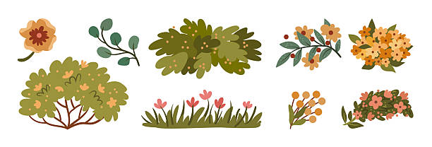 Forest or woods flora. Vector in flat style, isolated bushes and flowers in blossom with leaves and lush foliage. Park or garden landscaping, environmental care and outdoors natural beauty