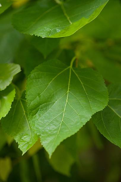 Close-up of bright green leaves of the white mulberry Spirata showing their delicate veins and soft texture.