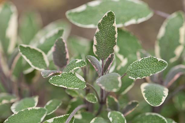 istock Plant list 2025 - Salvia officinalis (Tricolor Sage) 2239539036