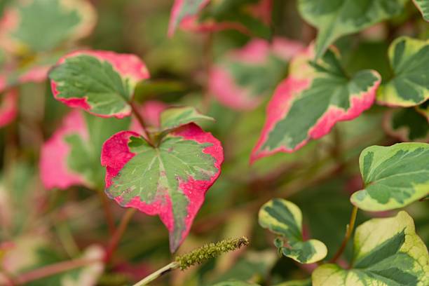 istock Plant list 2025 - Houttuynia cordata (Chameleon) 2239539593