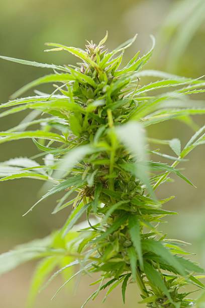 Hemp is a versatile plant from the Cannabaceae family, grown for its fiber, seeds, and medicinal uses. It has tall stems and distinctive serrated leaves.