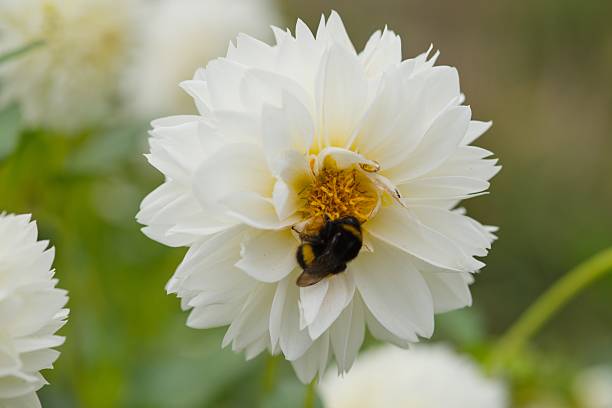 Close-up of a white dahlia in full bloom with a bumblebee collecting nectar in the yellow center. A bright and elegant flower from the Asteraceae family.