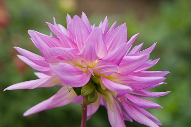 istock Plant list 2025 - Dahlia hybr. (Mingus Randy) 2239539803