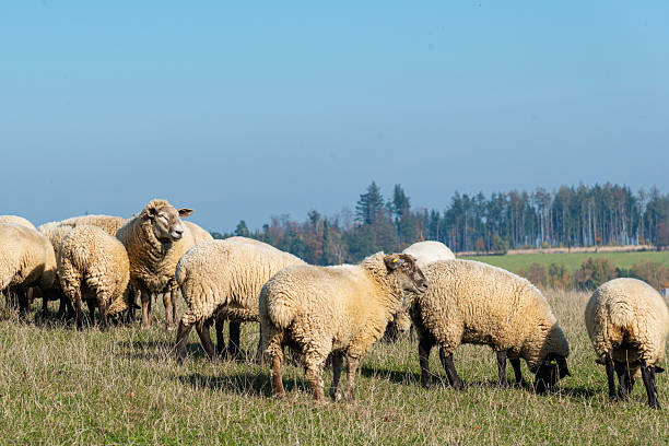 istock Herd of sheep grazing on pasture 2239539900
