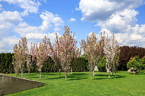 Spring cherry and apple blossoms.