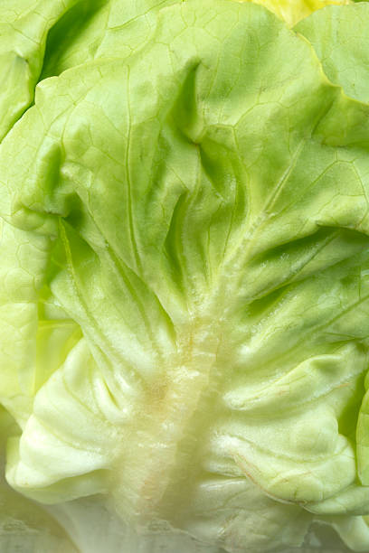 Close-up of Raw Iceberg Lettuce Leaves Textured and Backgfound.