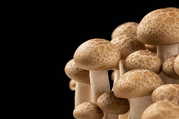 mushroom close up
