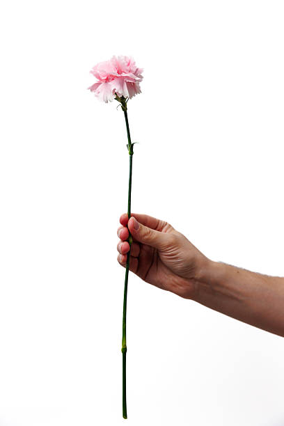 istock A Delicate Pink Carnation Held Elegantly in a Hand Against a Pure White Background, Perfect for Symbolizing Love, Appreciation, and Beauty in Romantic or Friendship Contexts 2239545365