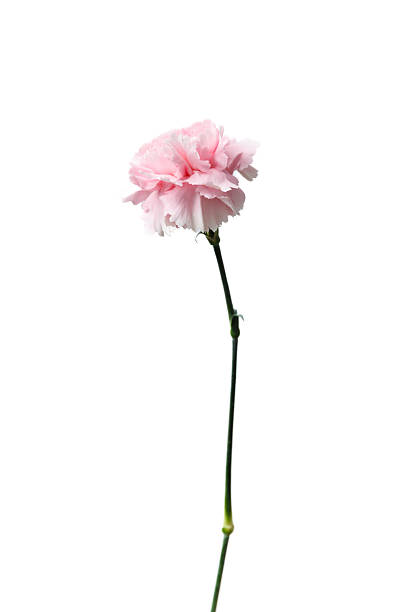 istock Delicate Pink Carnation Flower on Isolated White Background Symbolizing Love and Elegance, Perfect for Floral Arrangements and Celebratory Occasions in Nature Photography 2239546617