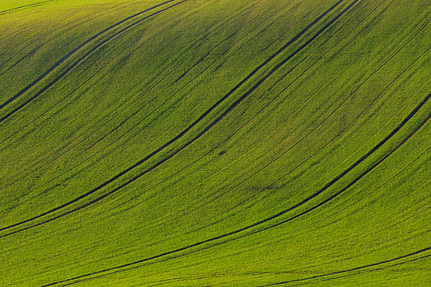 istock Green cultivated field abstract texture with curving lines 2239547208
