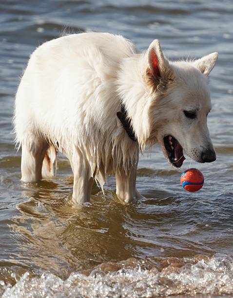 A two month old purebred Malamute puppy enjoys his first trip to the beach.
