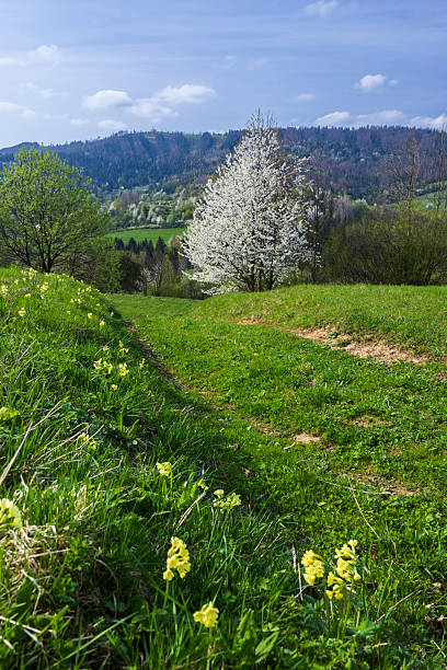 Blooming trees and green hills creating a vibrant spring landscape in Terchova, Slovakia