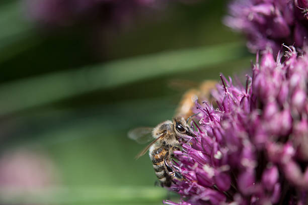 Honeybee pollinating a flower at Cornell Botanic Gardens in New York