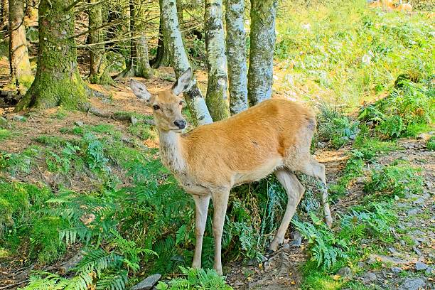 female Sika deer standing by a tree looking toward the camera