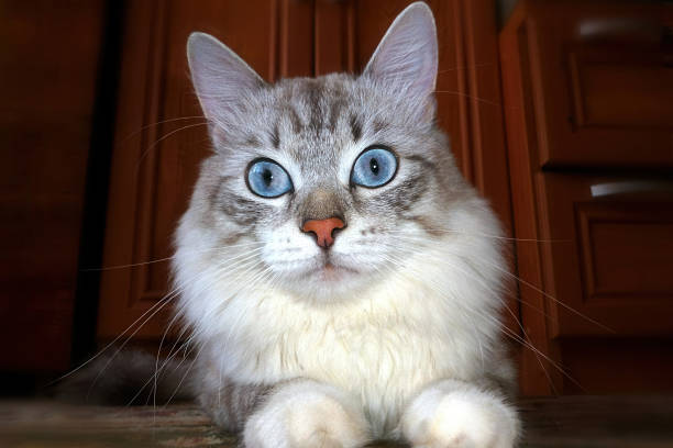 Beautiful Ragdoll cat lounging comfortably with a gentle gaze. Fluffy feline enjoying a serene moment on a cozy blanket. Perfect for pet lovers and calming scenes.