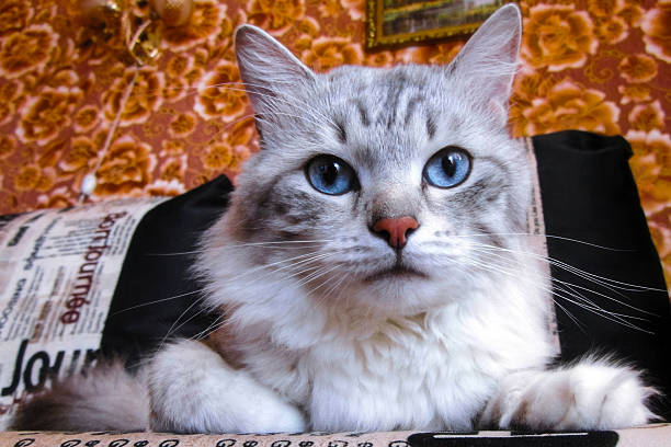 Stunning Siberian Cat with Piercing  Eyes