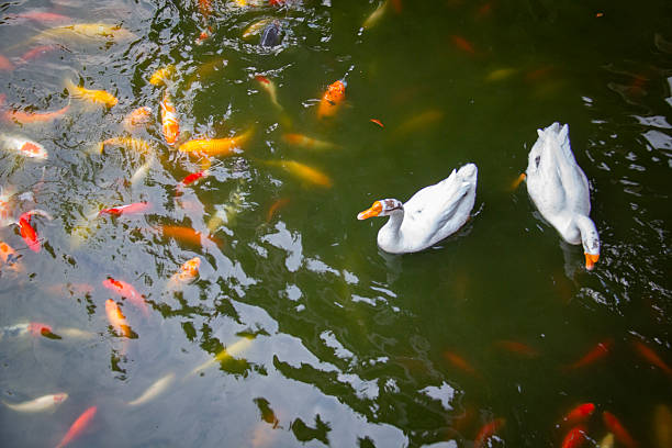 White ducks coexist with colorful koi fish in the water