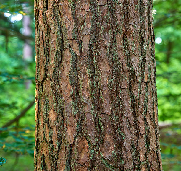 Detailed view of a tree trunk showcasing the textured bark, likely from a pine tree (Pinus species). The greenery contrasts against the earthy tones, evoking a serene and naturalistic mood.