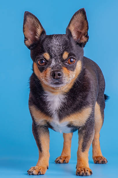 istock Chihuahua dog standing on a blue background. 2239556891