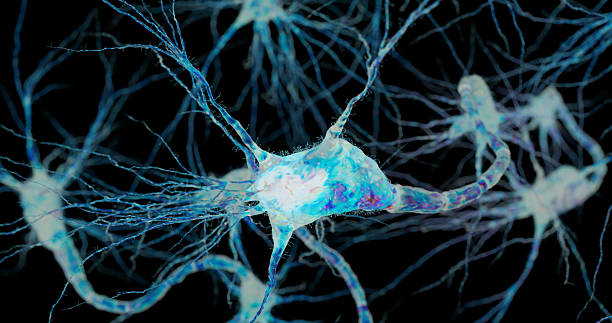 Isolated Neuron Nerve Cell Human Anatomy