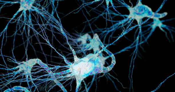 istock A focused neuron glows in the foreground, with blurred structures in the distance. 2239558492