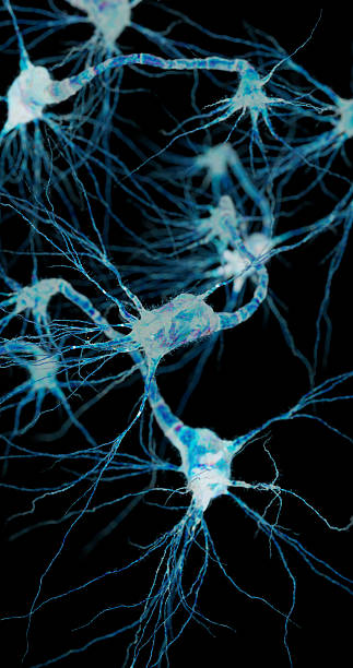 istock A close-up view of a single glowing neuron shows its branching dendrites extending outward. 2239558510