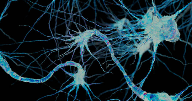 istock A tangled group of neurons shows multiple glowing axons and dendrites connecting across space. 2239558515