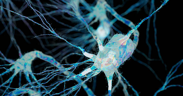istock A branching neuron stands out against a dark background, with delicate axons extending in all directions. 2239558535