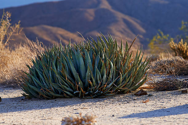 Blue agave, Agave americana, growing in front of a manzanita, Arctostaphylos franciscana, in bloom.