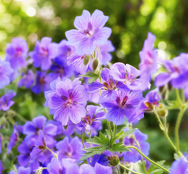 istock Vivid Purple Geranium Flowers in Bloom on a Sunlit Summer Day 2239558685