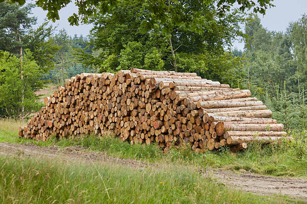 A collection of wooden logs neatly arranged along a dirt path in a picturesque forest setting, showcasing the beauty of nature. The cut logs represent both natural resources and tranquility.