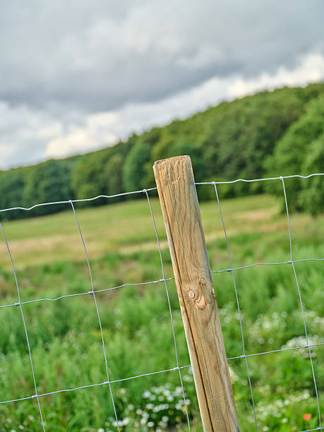 istock Wooden Post and Wire Fence in a Serene Summer Field with Forest Backdrop 2239558706