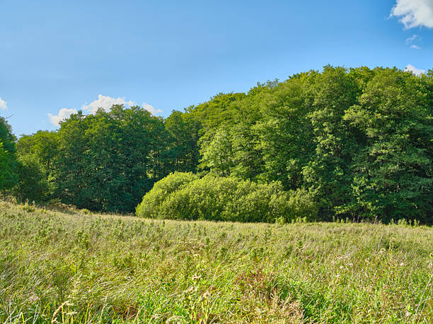Beautiful forest landscapes with meadows with evening skies and clouds