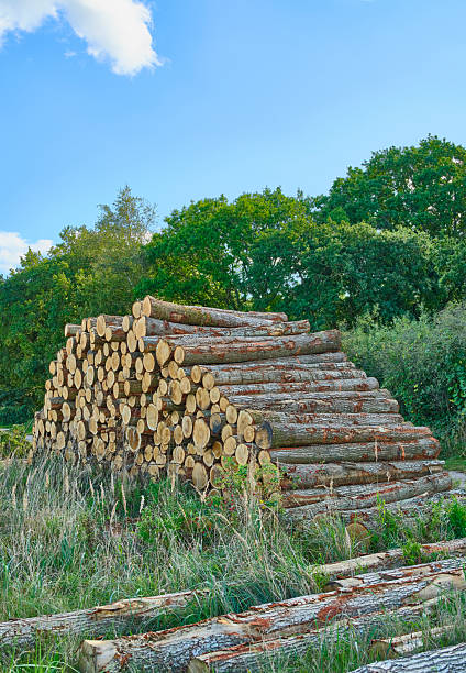 pile of felled trees