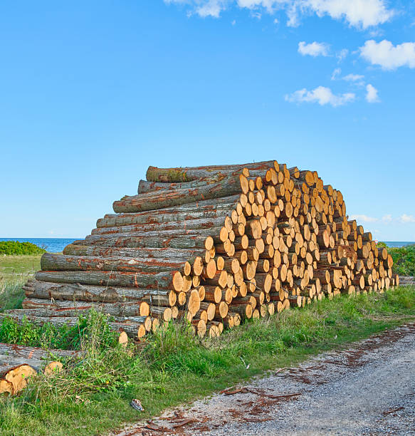 A neat pile of freshly cut timber lies along a gravel road beside a grassy verge, with the sea on the horizon. The warm wood tones contrast with the clear blue sky, evoking calm rural labor and autumn scenery in Denmark.